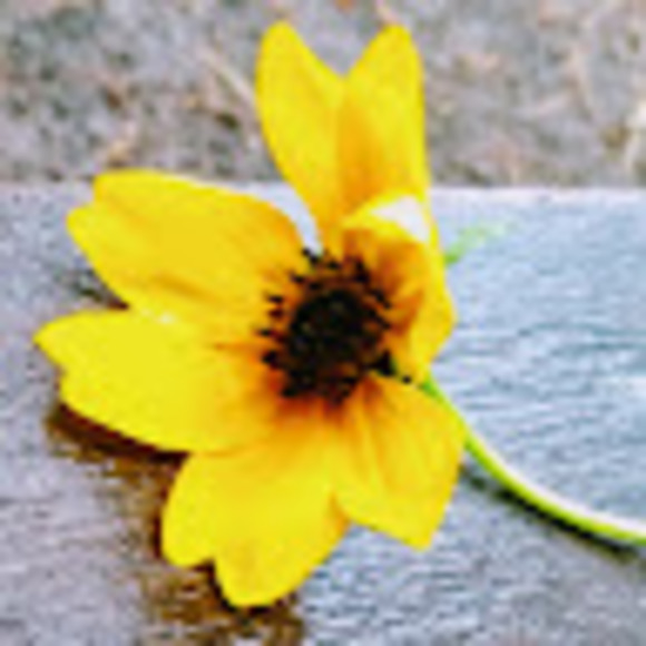 Meet your Posher, Debb - Picture 1 of 1